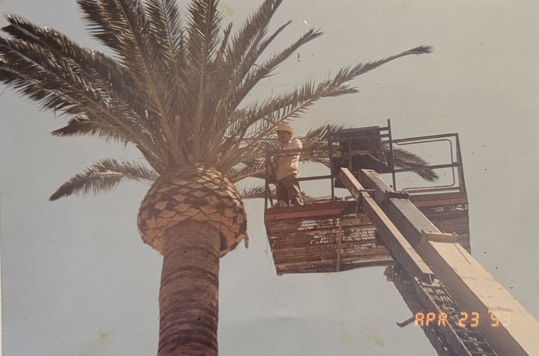 Adolfo pruning a palm from a lift bucket, 1993